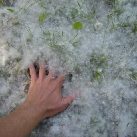 Cottonwood Pollen Coating Ground Cottonwood Pollen Coating Ground